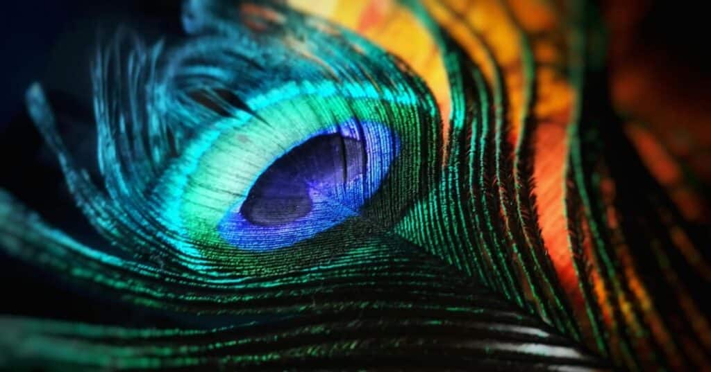 plumas de pavo real