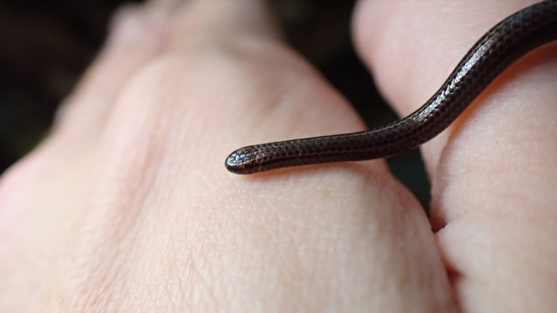 Serpiente hilo