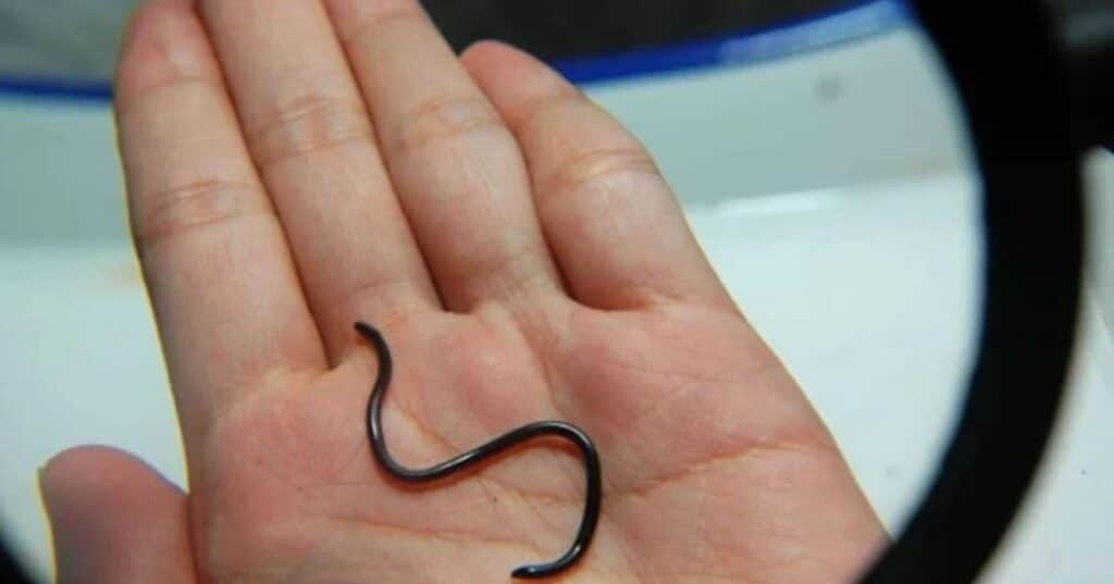 Serpiente hilo