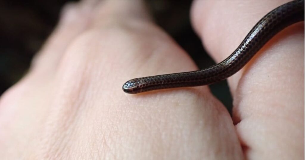 Serpiente hilo