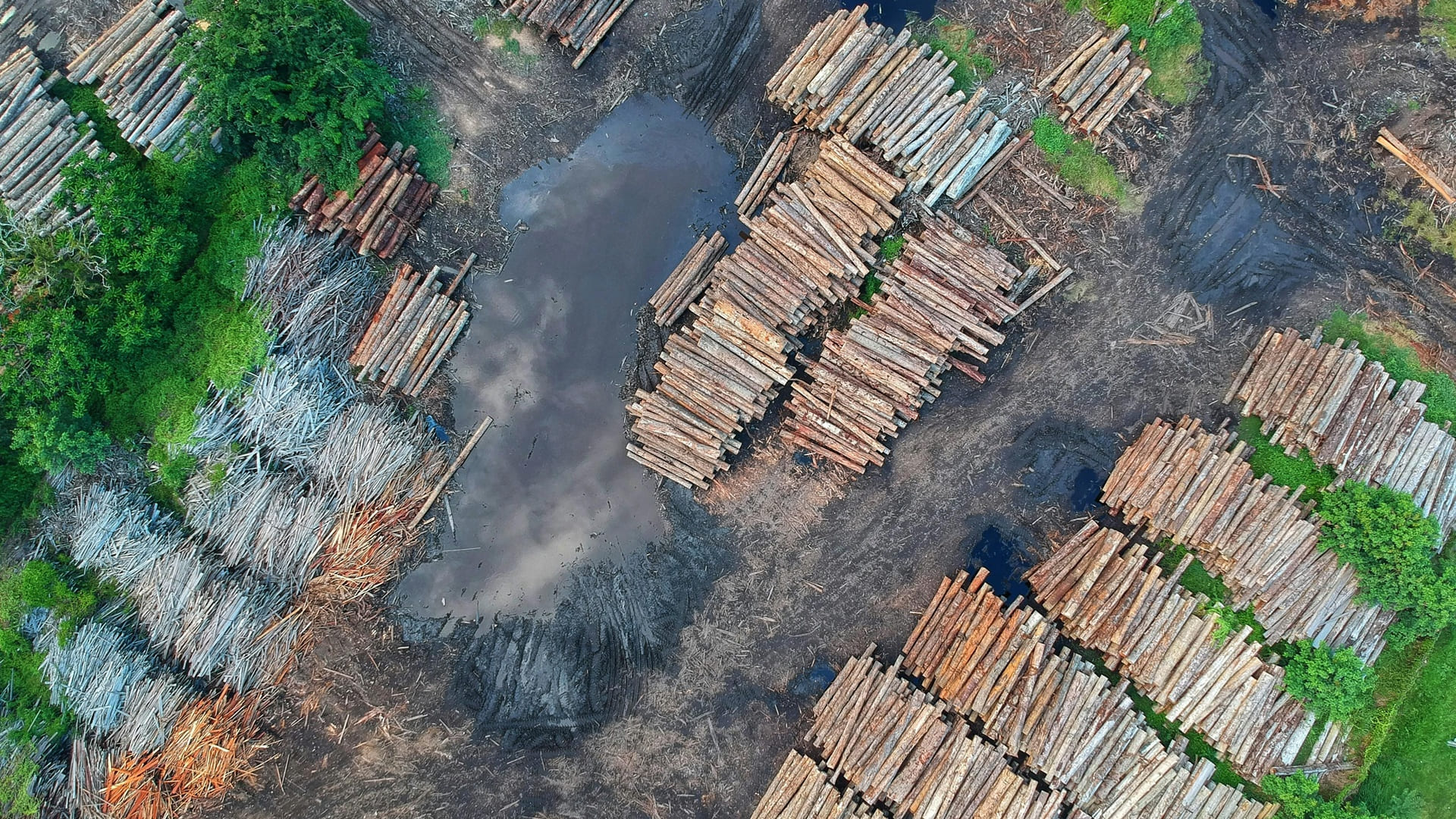 TFFF Fondo Bosques Tropicales para Siempre