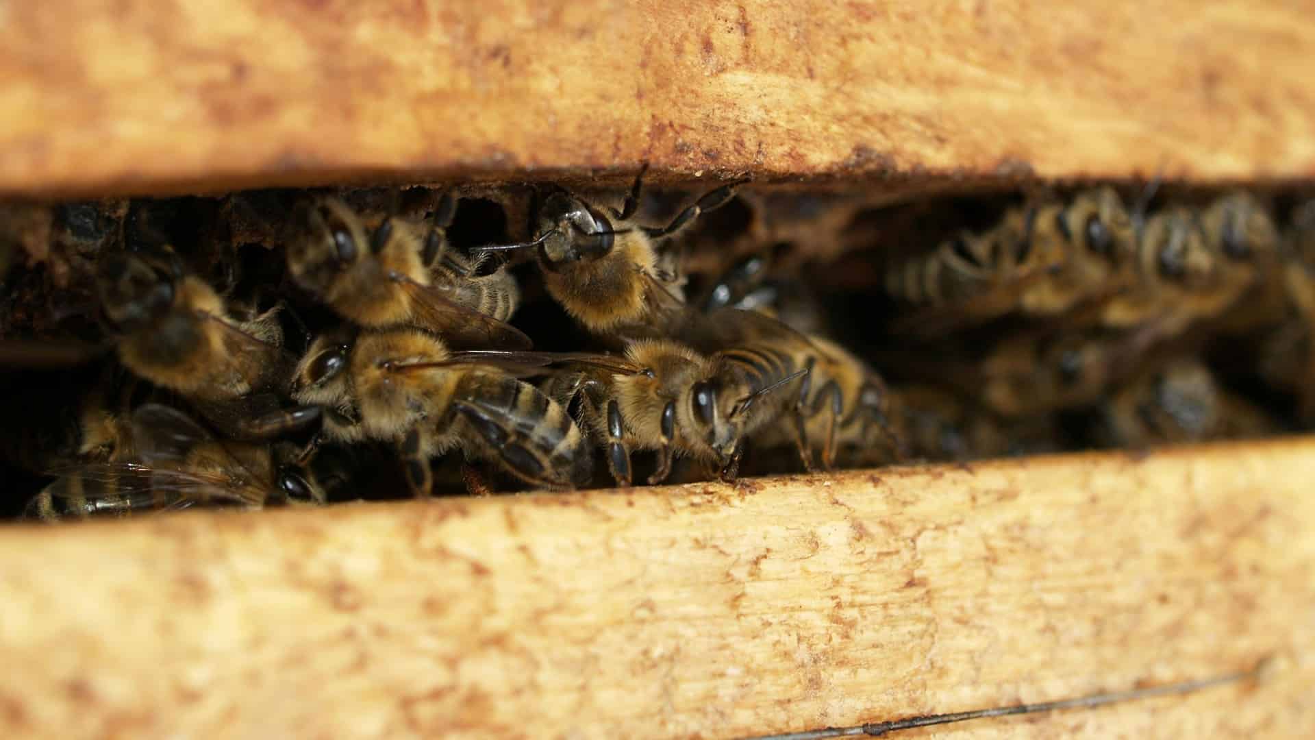 hoteles para abejas