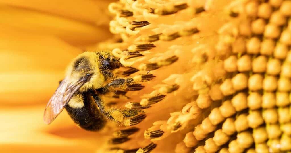 Superalimento para abejas