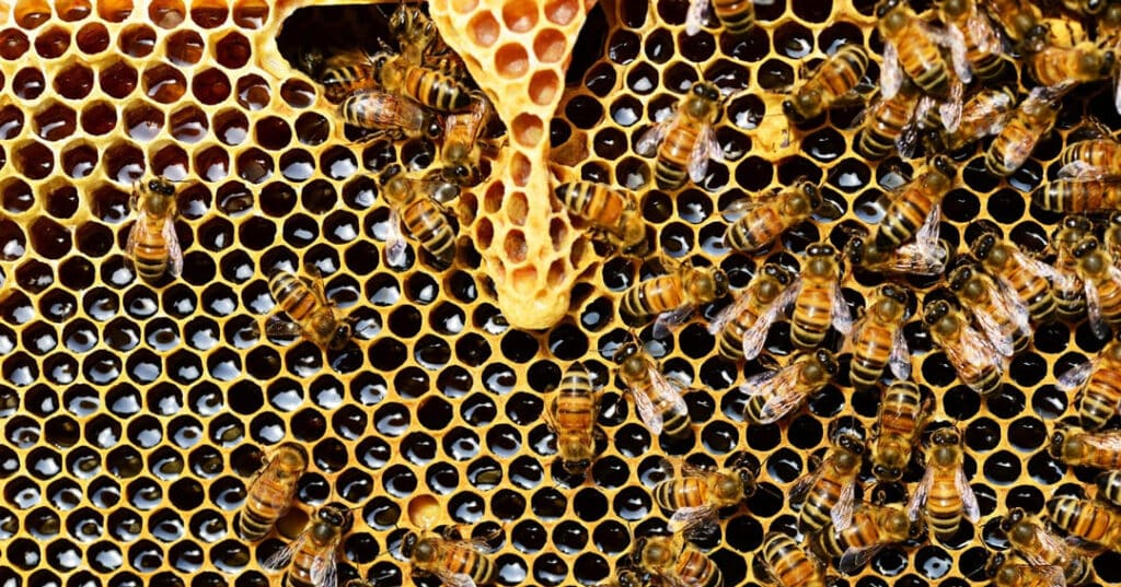 Superalimento para abejas