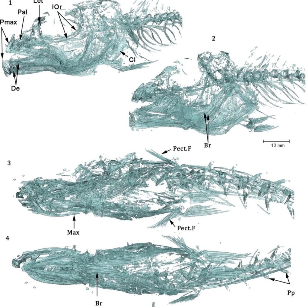 paleontólogo Carlos De Gracia