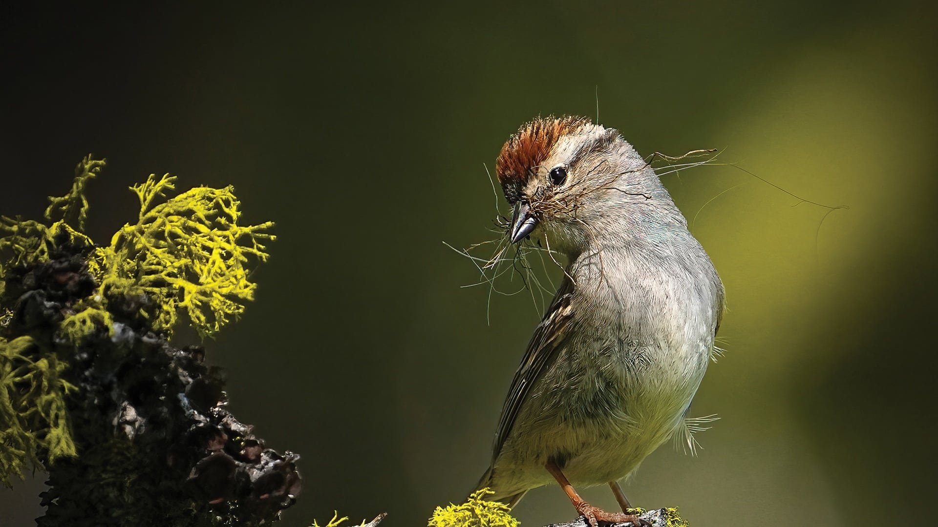 Premios Audubon