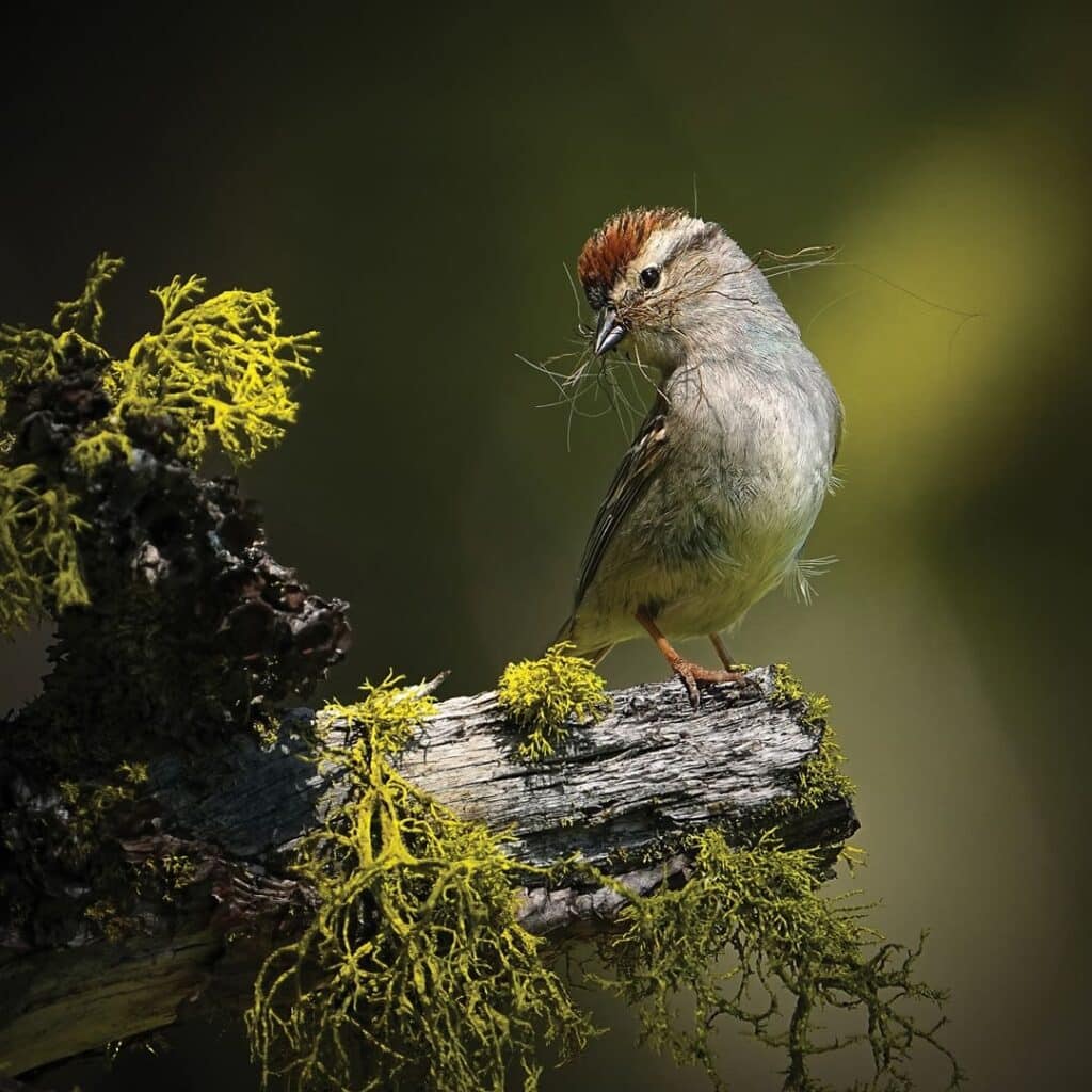 Premios Audubon 1