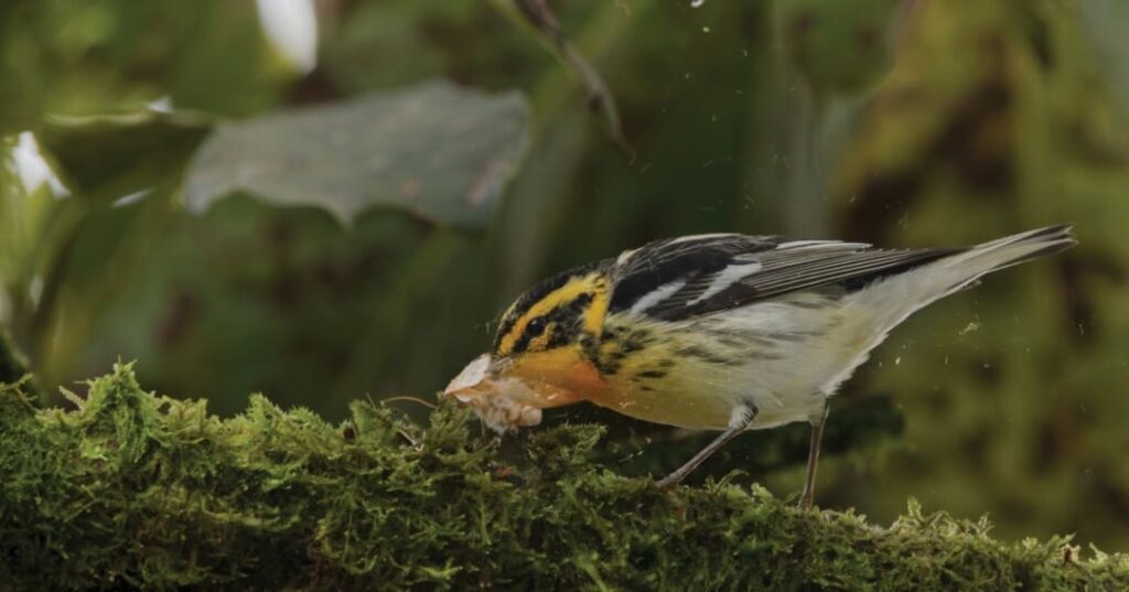 Premios Audubon 7