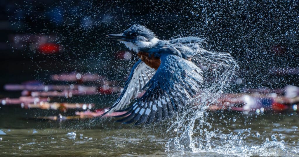 Premios Audubon 8
