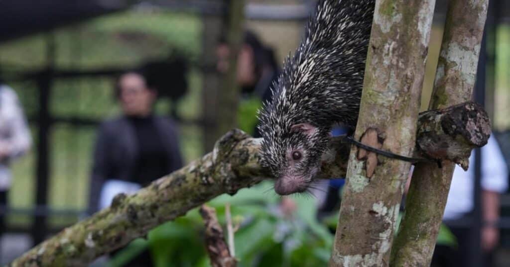 Proyecto para perezosos de la APPC