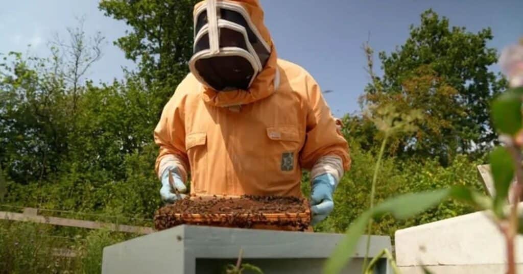 Superalimento para abejas