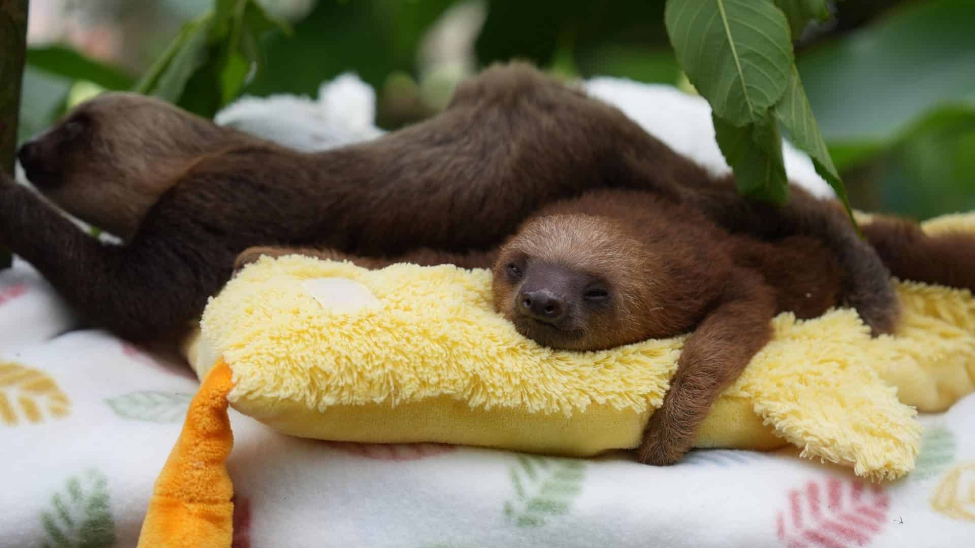 Proyecto para perezosos de la APPC