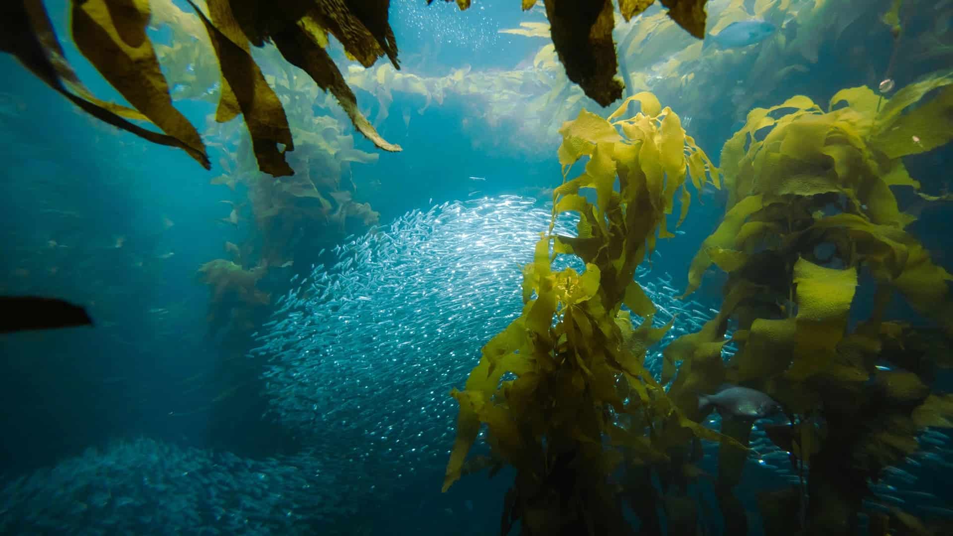 Bosques marinos de portugal