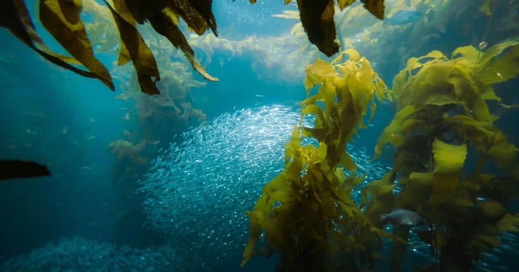 Bosques marinos de portugal