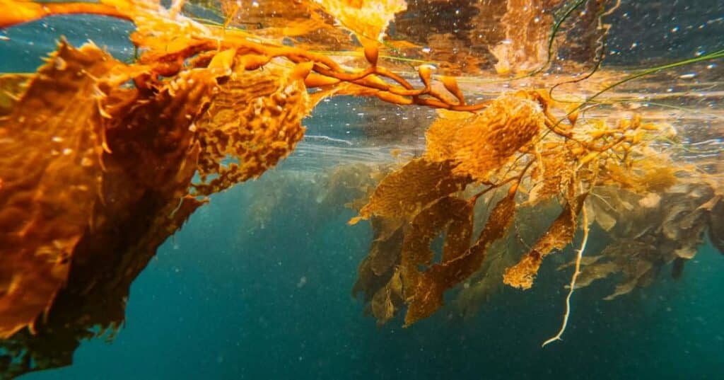 Bosques marinos de portugal