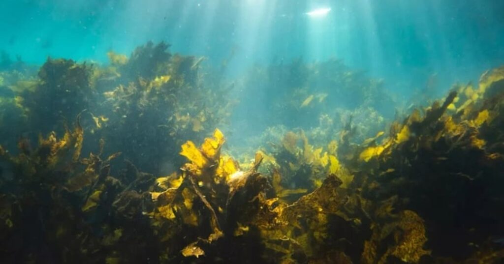 Bosques marinos de portugal