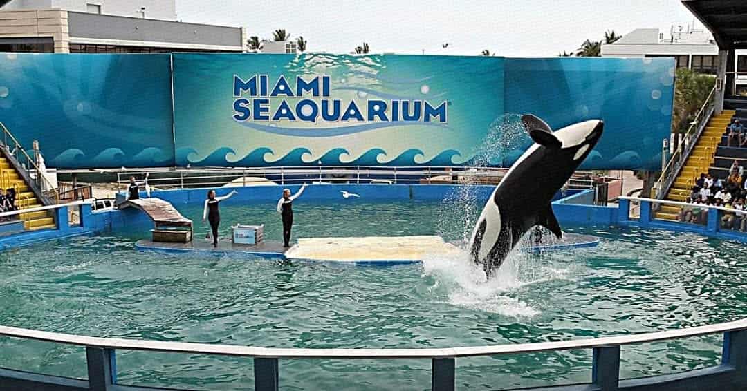 El cierre del Miami Seaquarium pone fin a 70 años de maltrato animal 4 Miami Seaquarium 3 min
