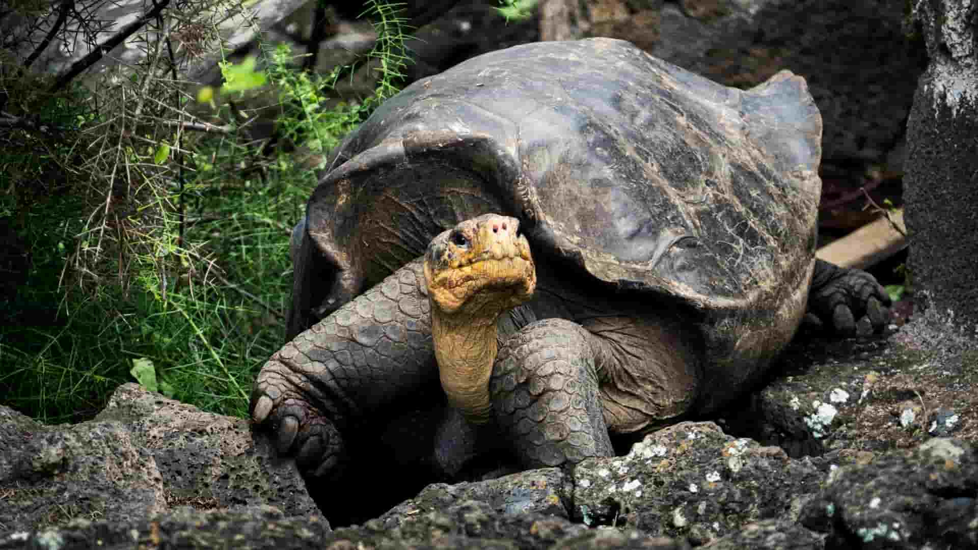 Islas Galápagos