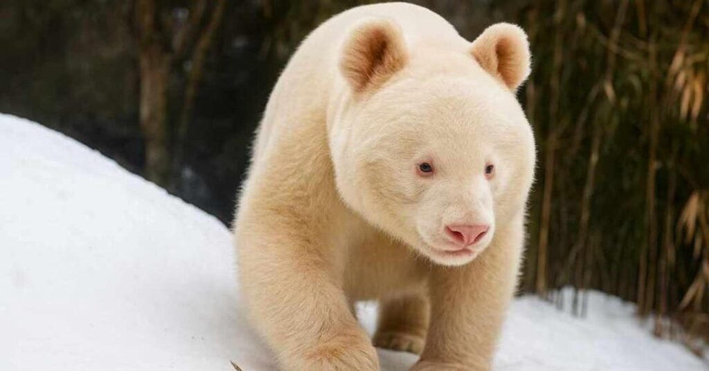 Panda gigante albino 1