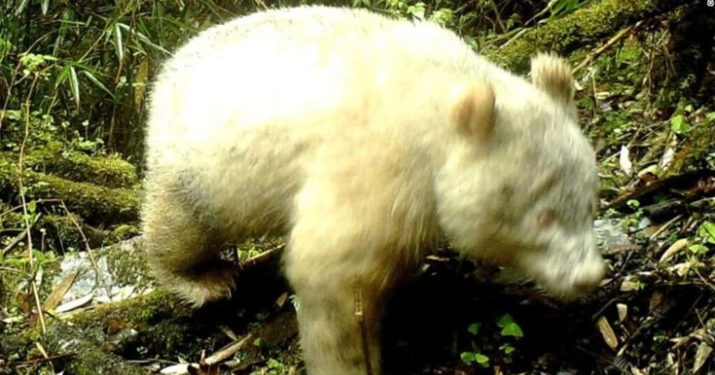 Panda gigante albino 3
