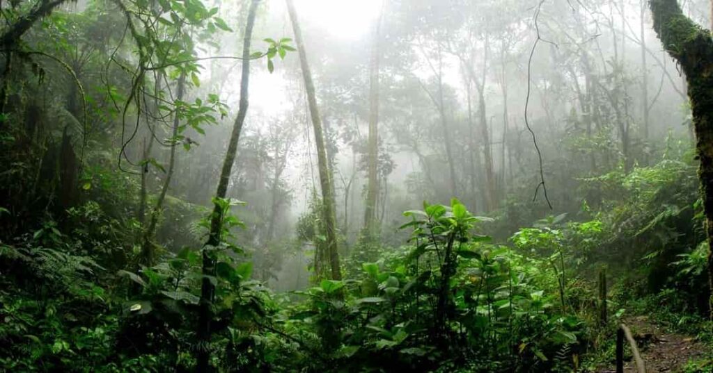 Amazonia libre de minería