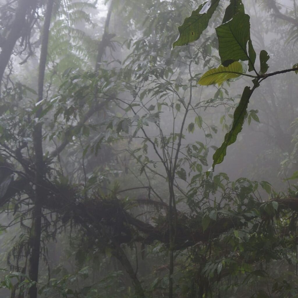 Amazonia libre de minería