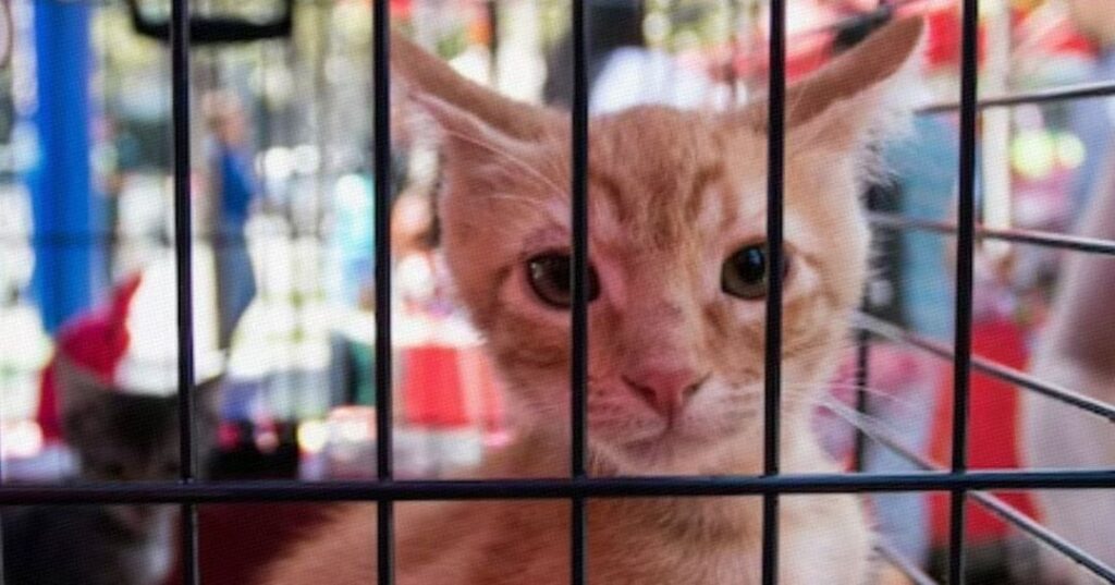 Exhibición de perros y gatos