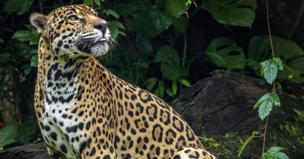 Proyecto GEF 7 Jaguares Panamá