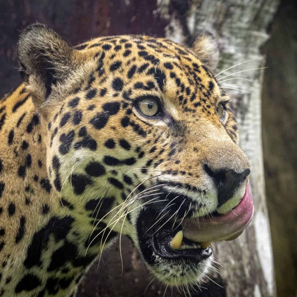 Proyecto GEF 7 Jaguares Panamá