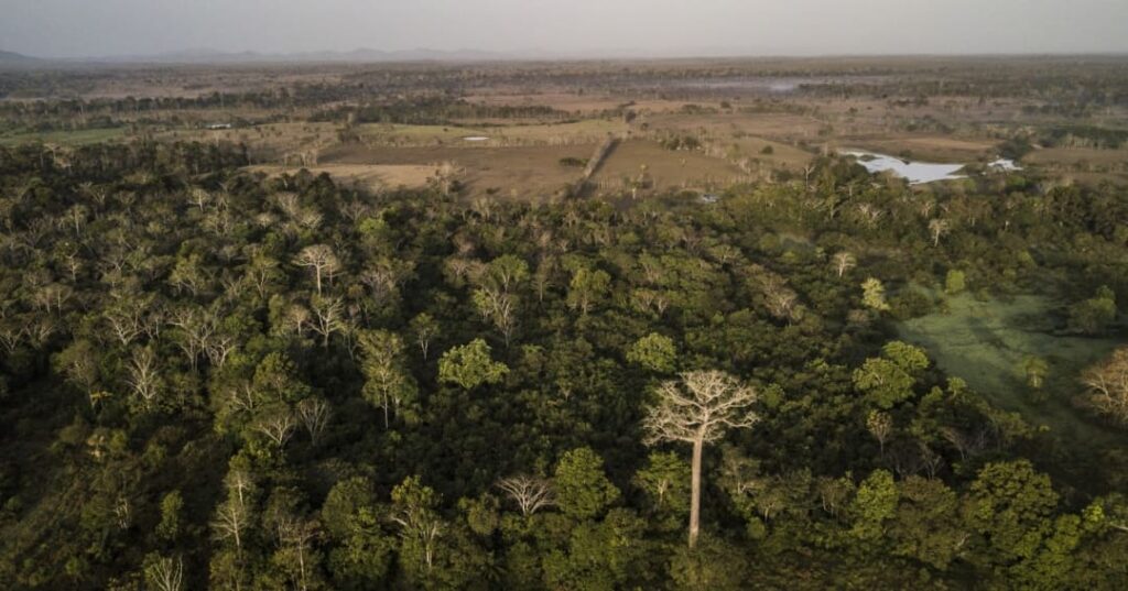 Proyecto GEF 7 Jaguares Panamá