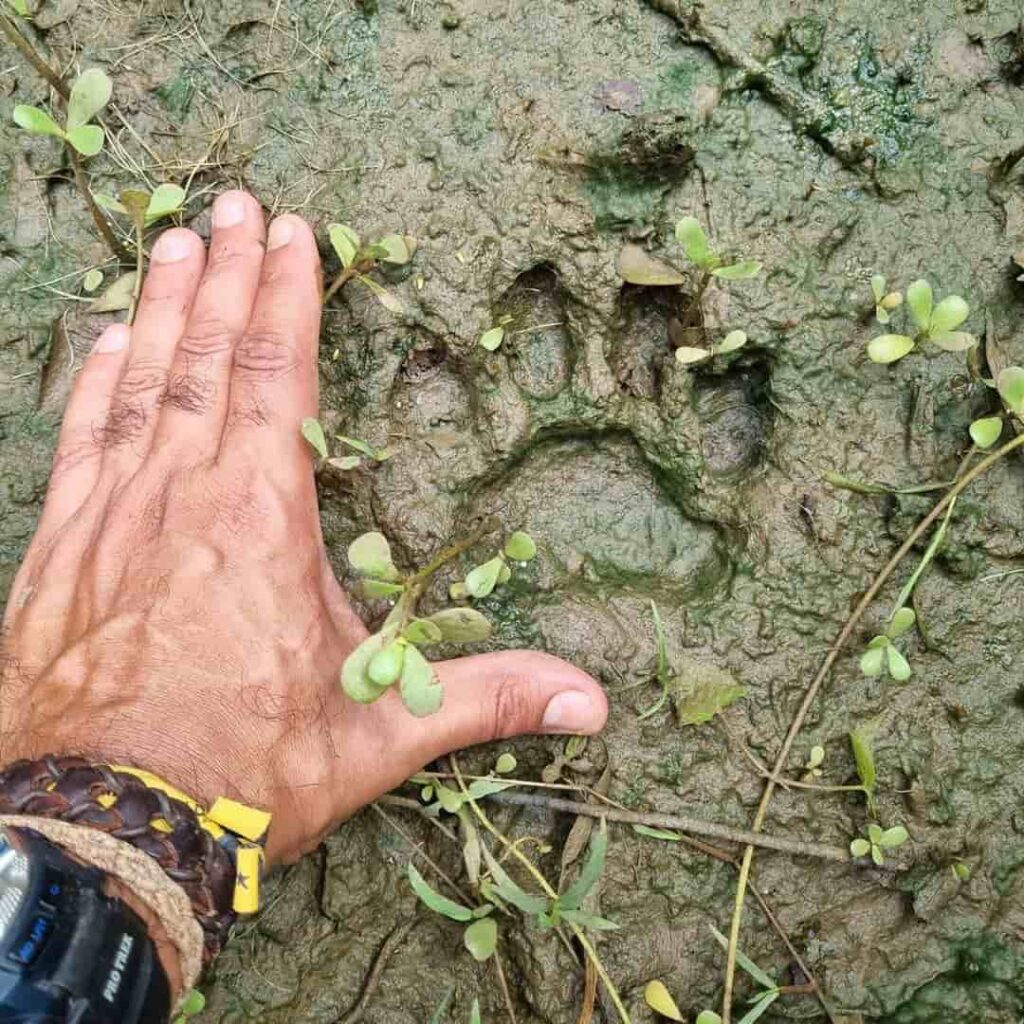 Proyecto GEF 7 Jaguares Panamá