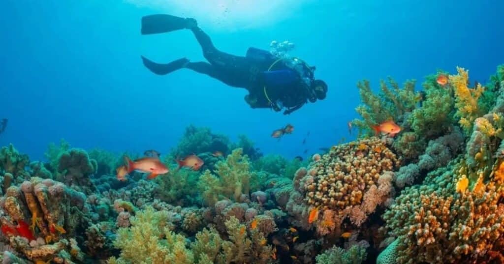 siembra de coral