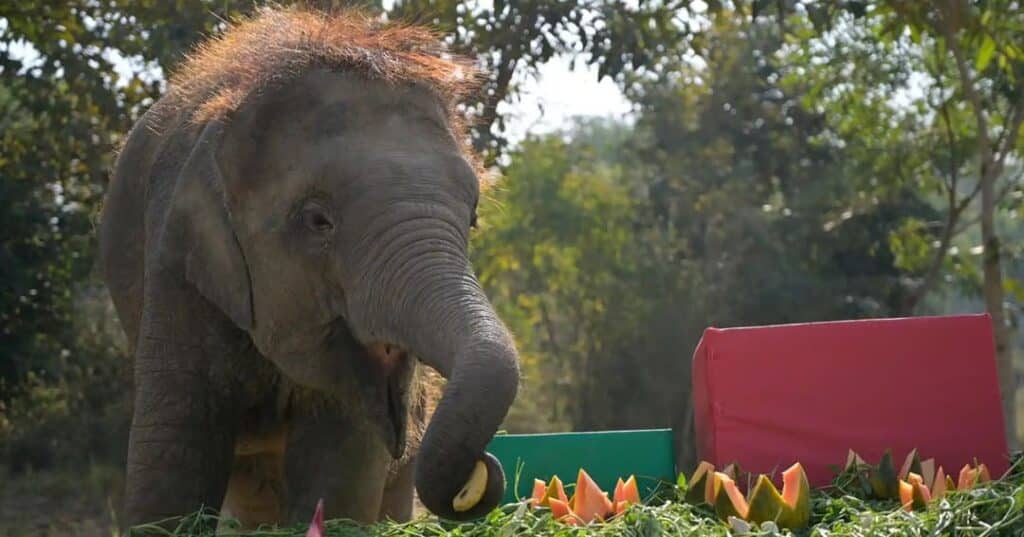 Bani