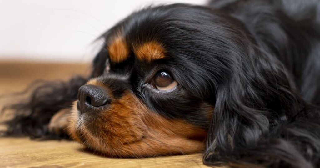 prohibición del uso de fuegos artificiales