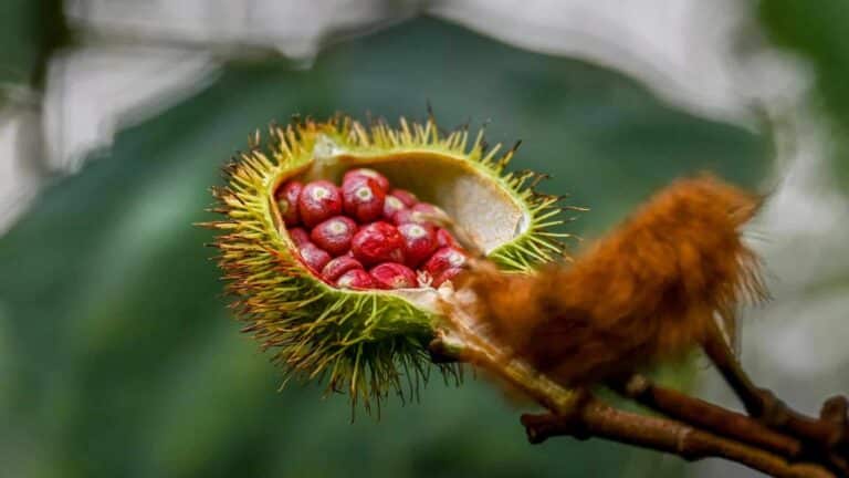 Achiote panameño