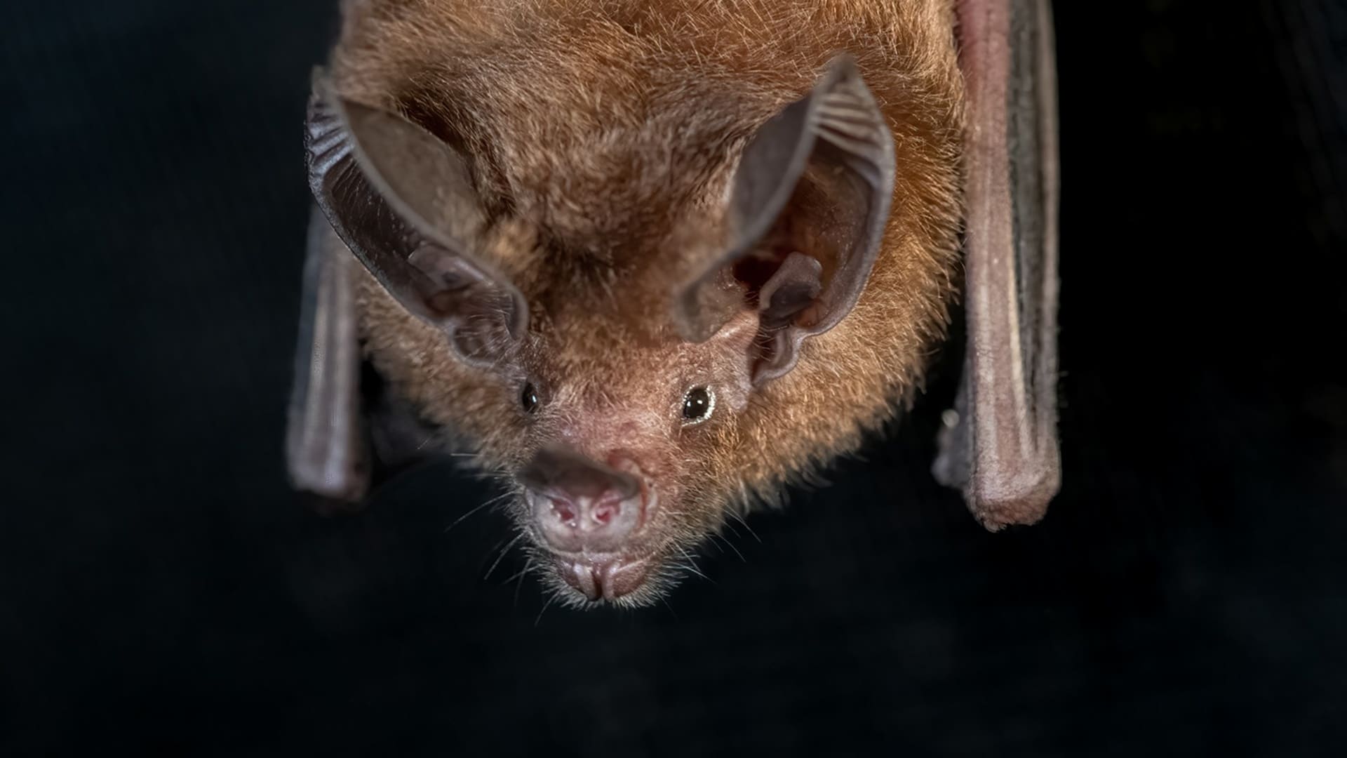murciélago de orejas negras