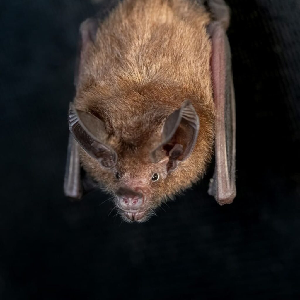 murciélago de orejas negras