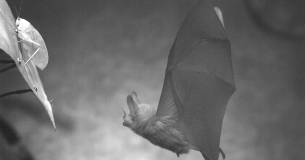 murciélago de orejas negras