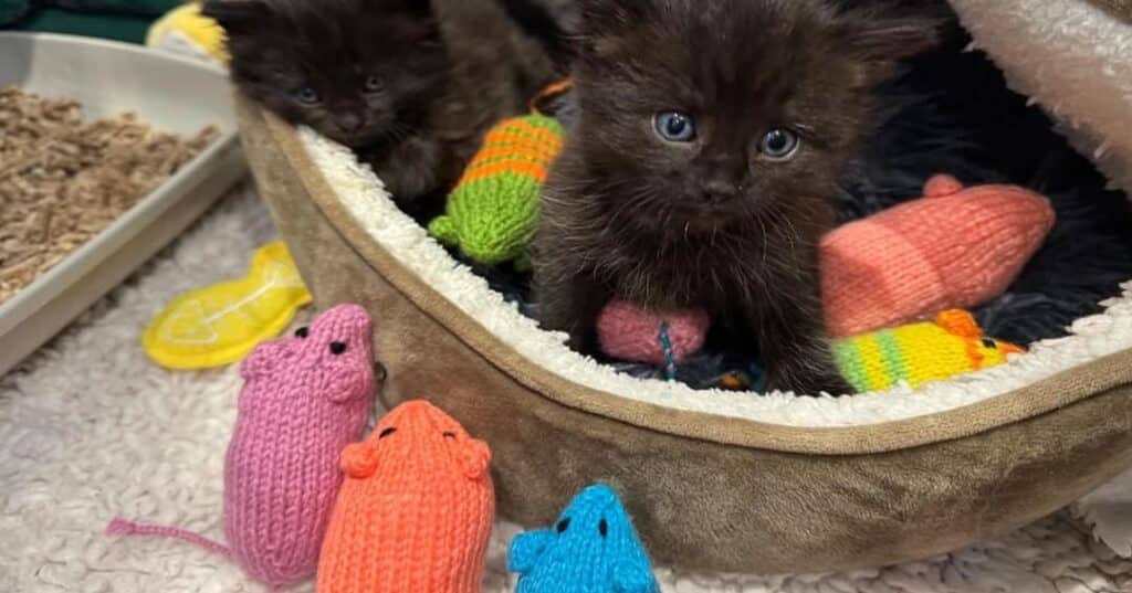 ratones de crochet