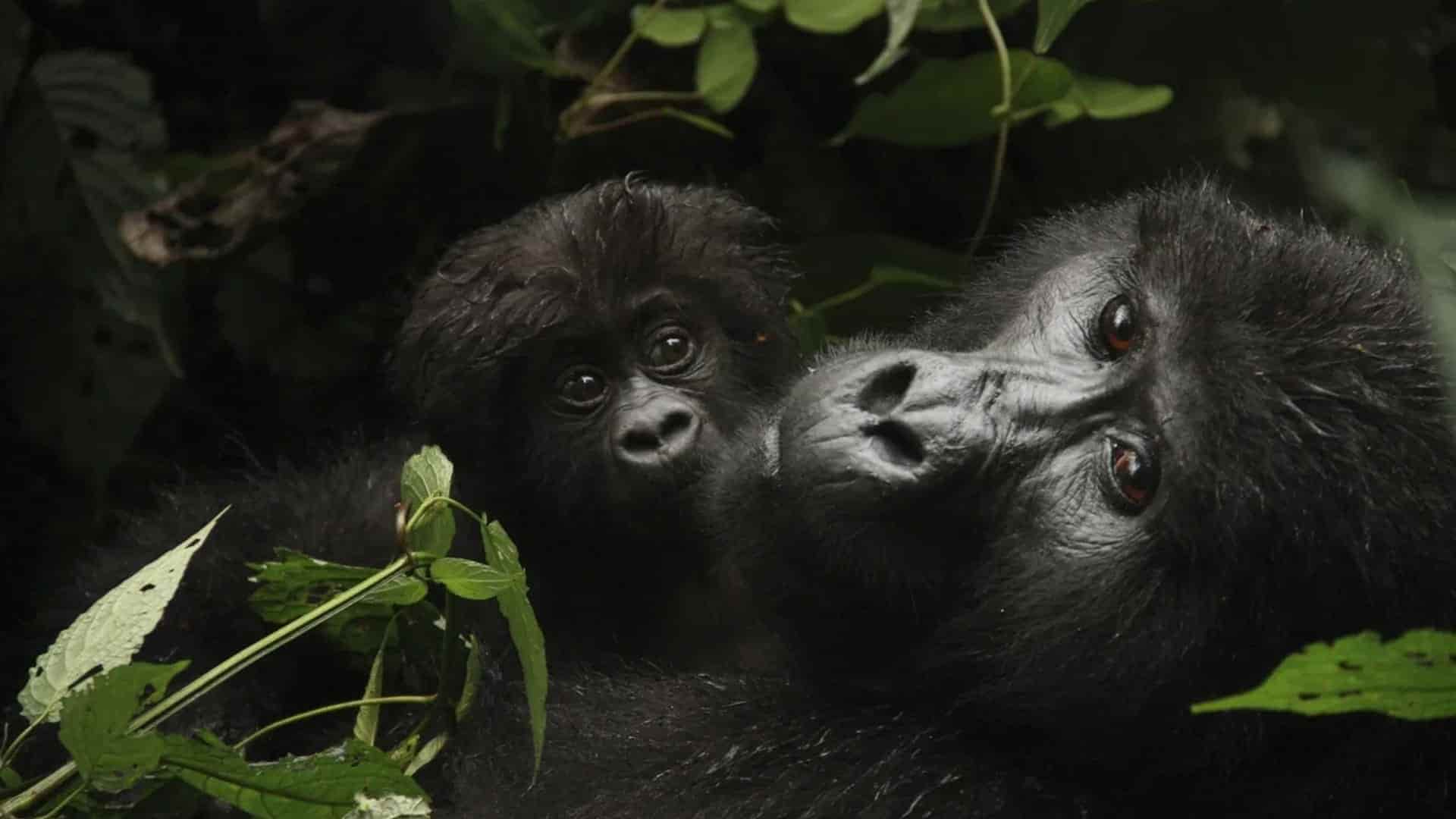 Turismo en Ruanda