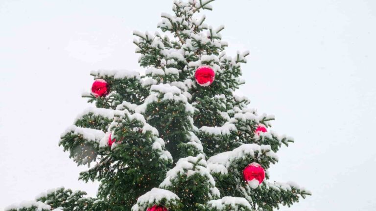 recolección de arbolitos de navidad