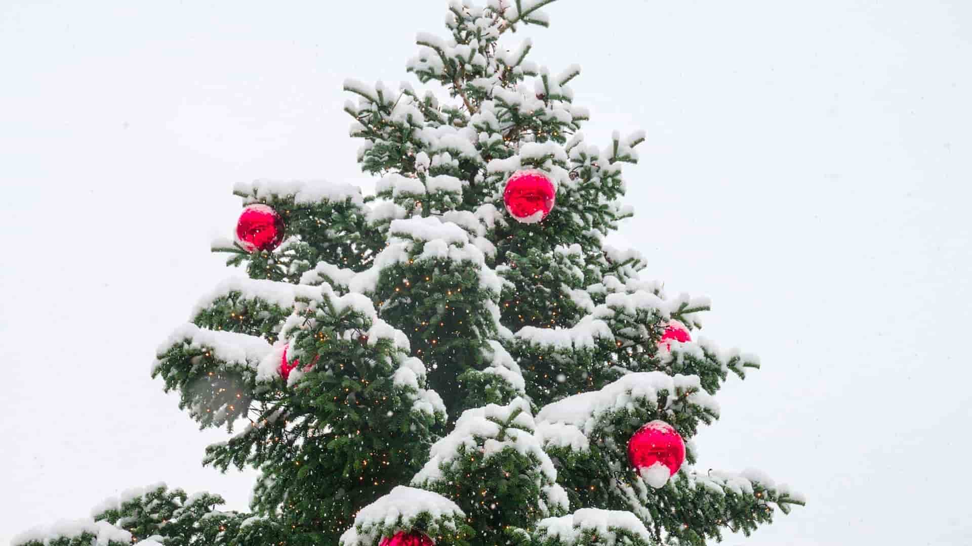 recolección de arbolitos de navidad