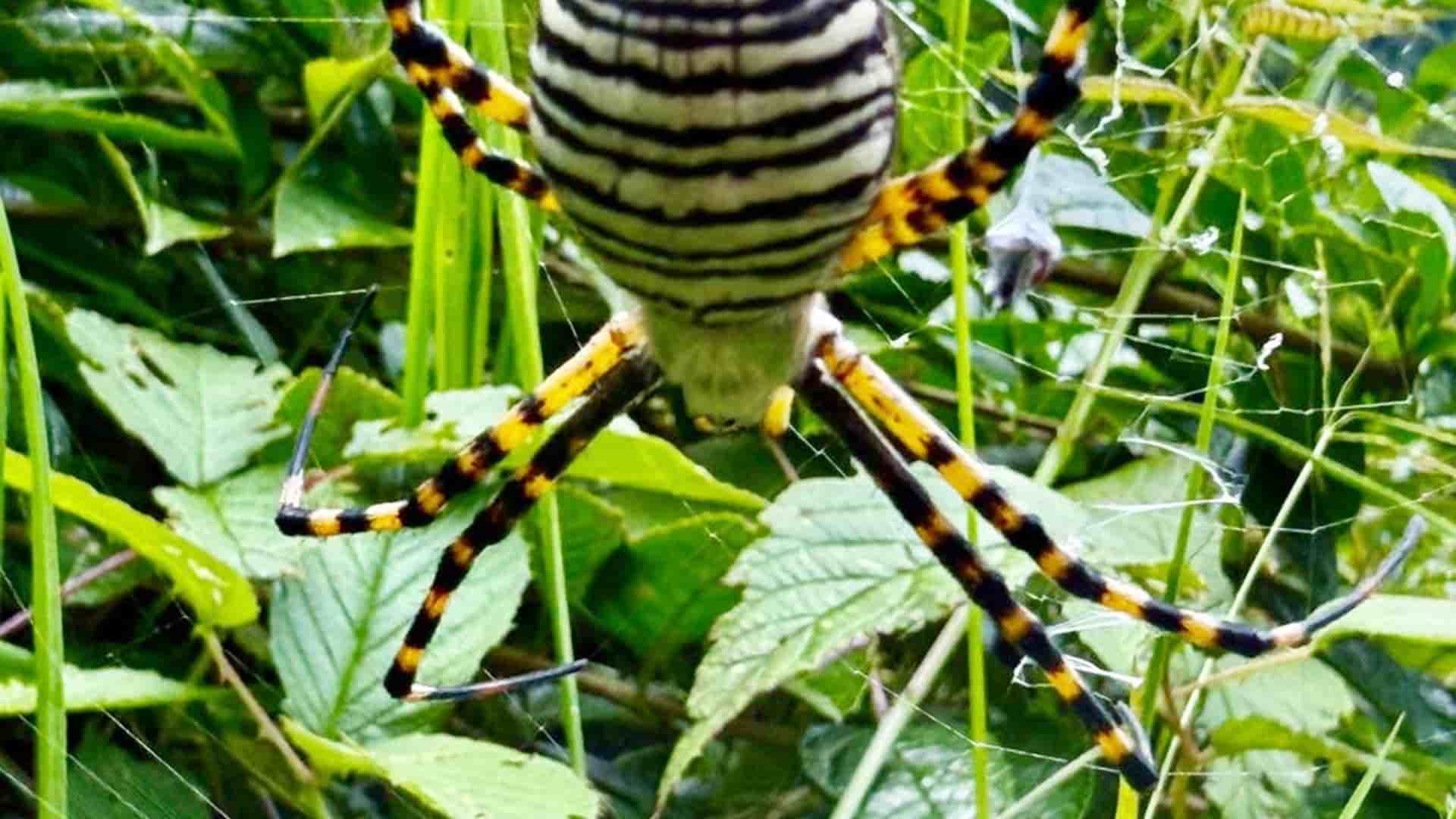 Argiope trifasciata