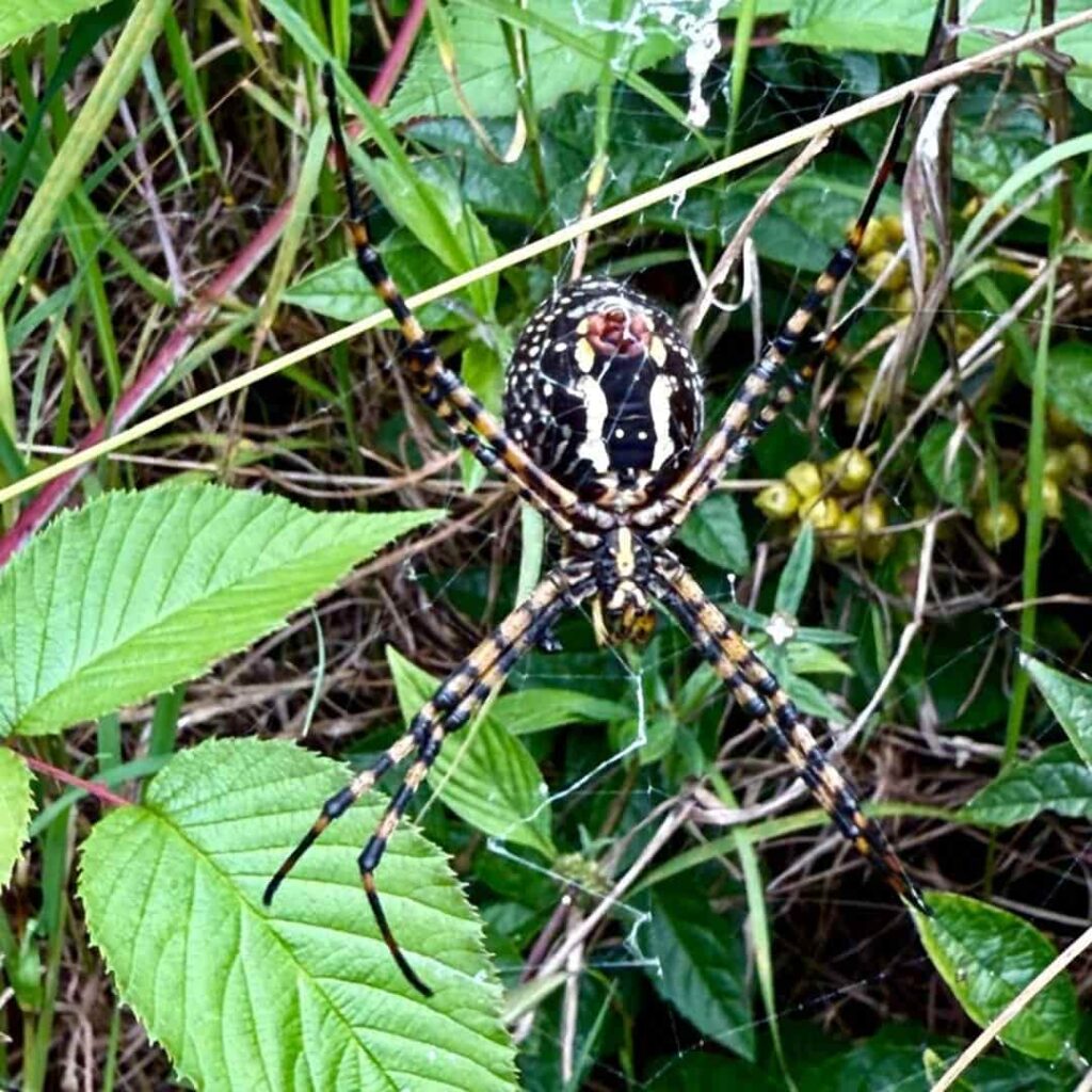 Argiope trifasciata