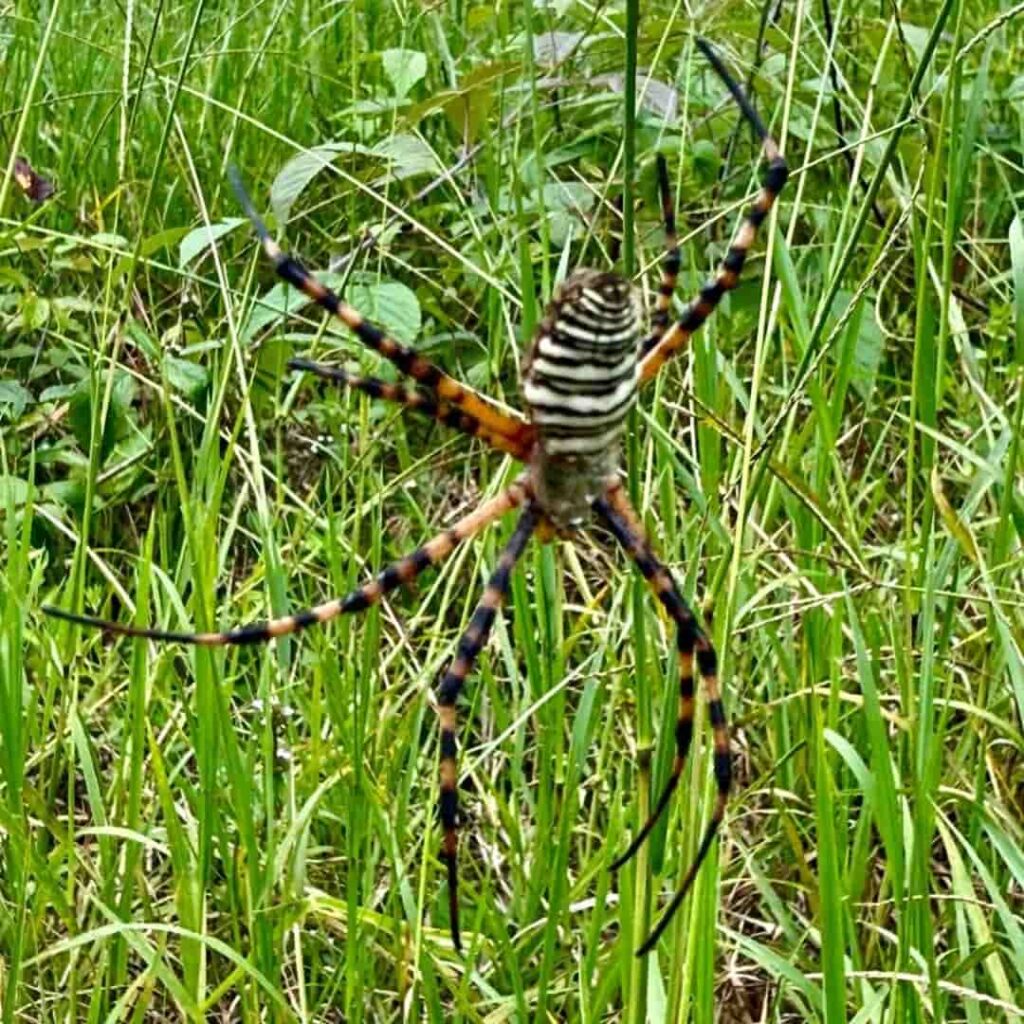 Argiope trifasciata