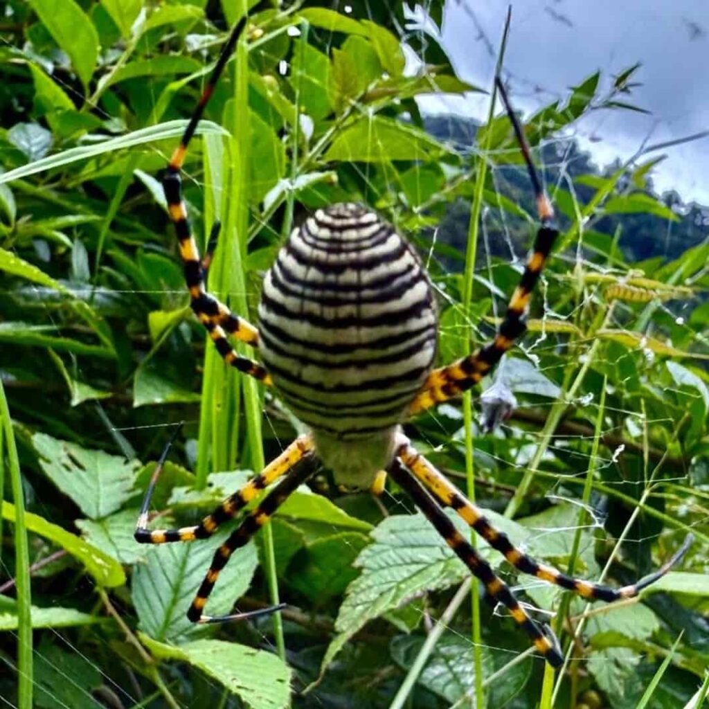 Argiope trifasciata