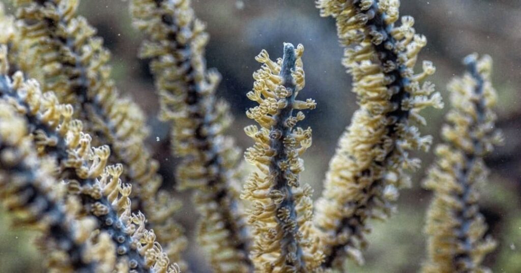 Caribbean Coral Restoration Center