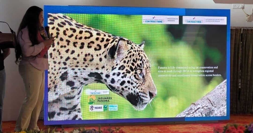 conservación de grandes felinos en Panamá