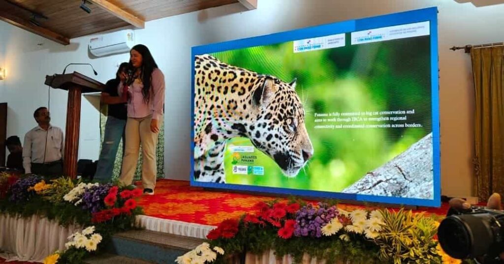 conservación de grandes felinos en Panamá