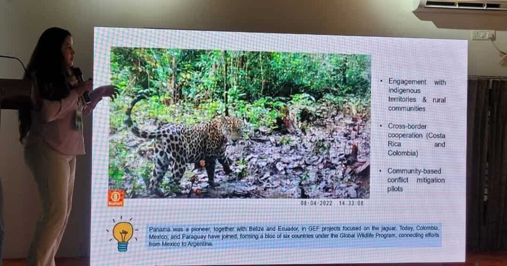 conservación de grandes felinos en Panamá